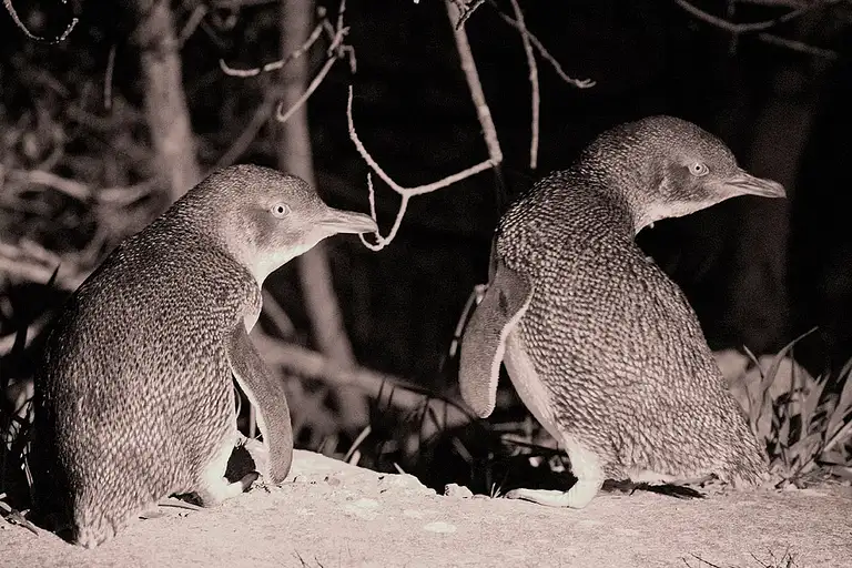 nocturnal tour kangaroo island