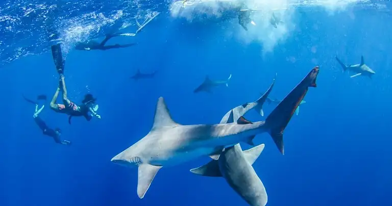 No cage shark dive