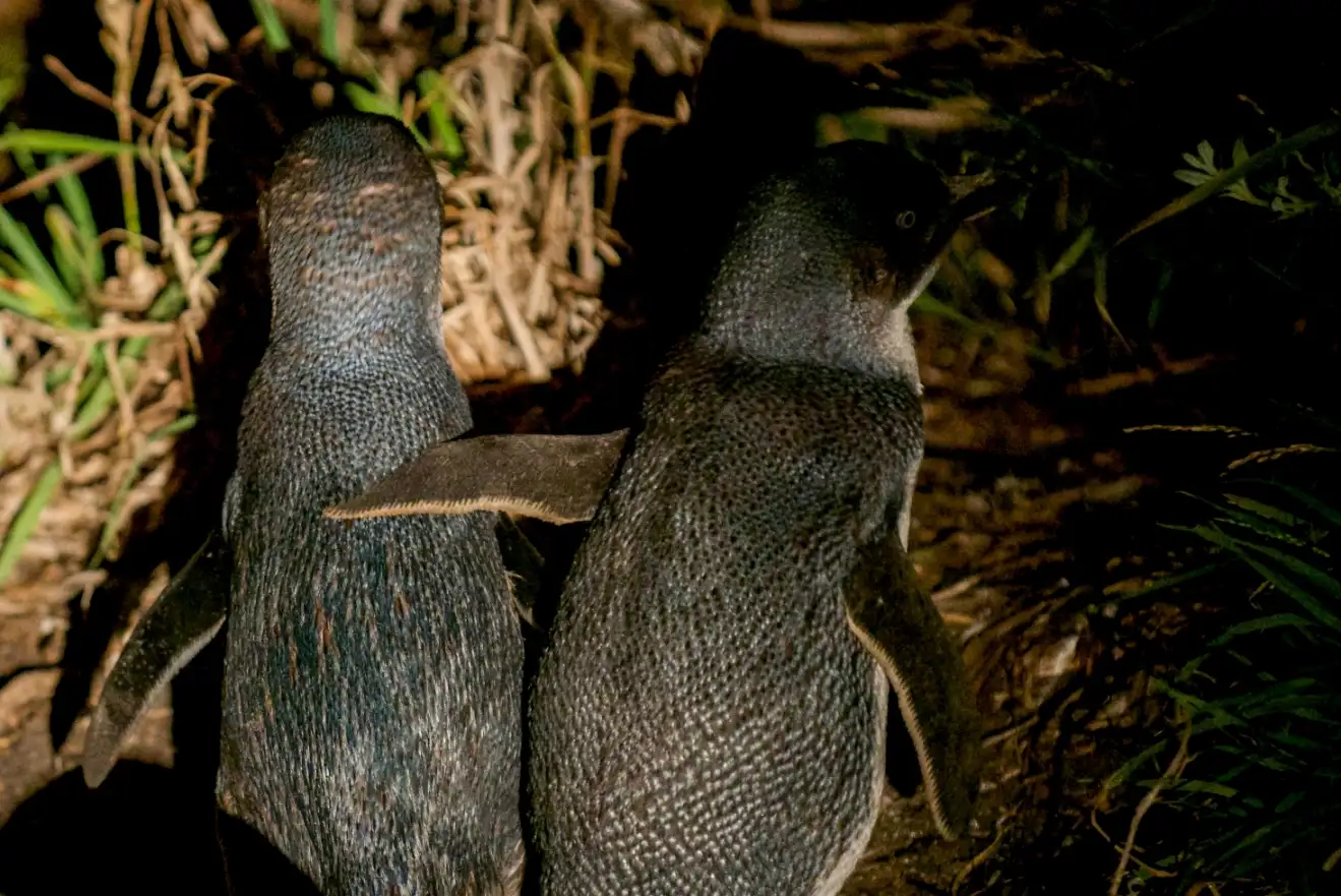 penguin tours bicheno