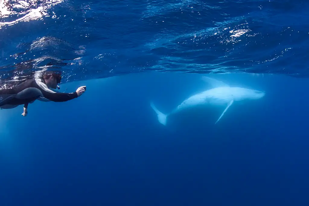 Swim With Whales