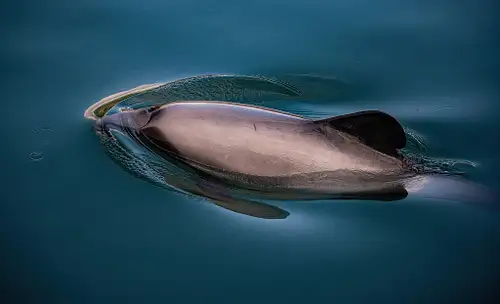 Akaroa Day Tour from Christchurch with Hector’s Dolphin Swim