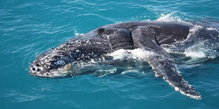 whale watching broome