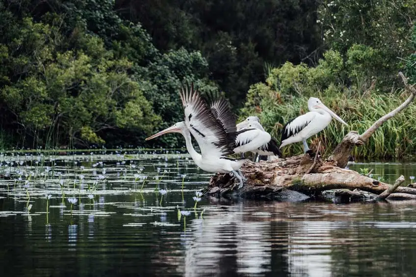 best noosa everglades tour