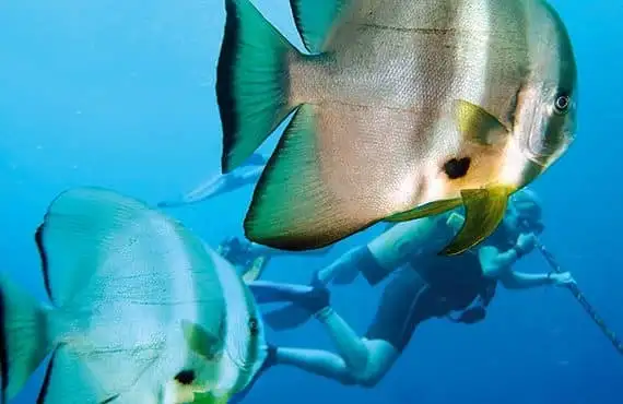 dive outer great barrier reef