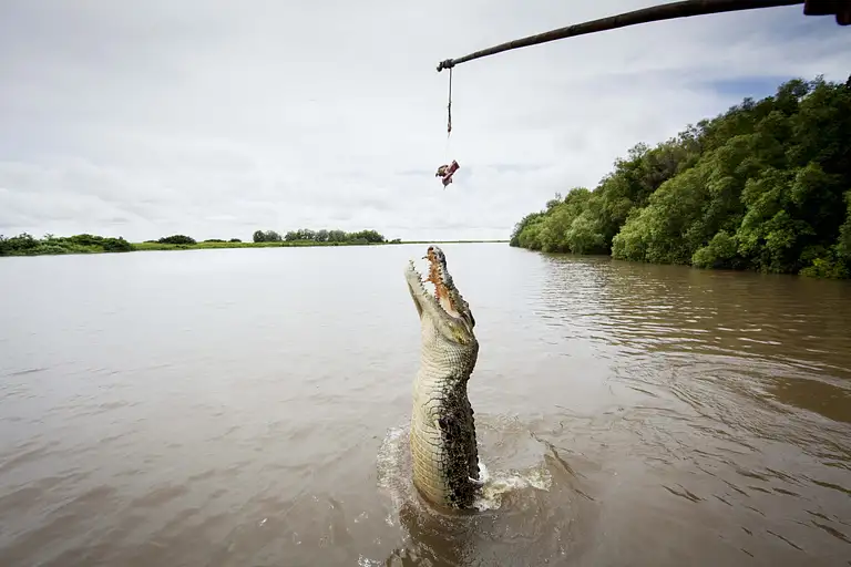 Jumping saltwater croc cruise deal