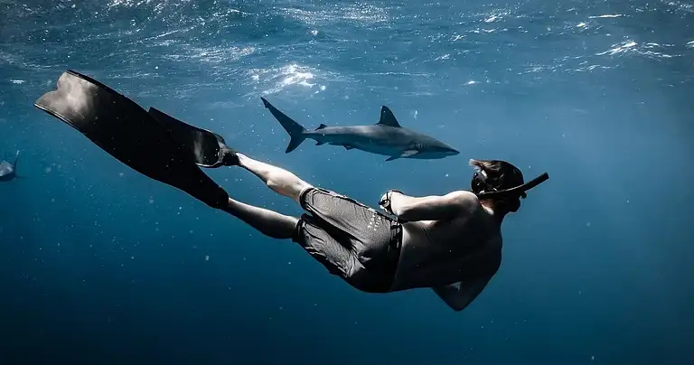 swimming with sharks oahu