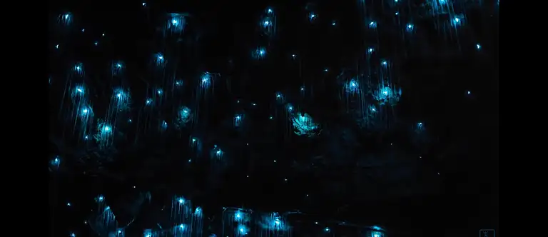 Blue Mountains 4WD Night Adventure & Guided Glow Worm Tour Wildlife Spotlighting Deals