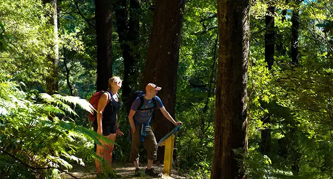 One Day Queen Charlotte Track Walk - Furneaux Lodge to Punga Cove