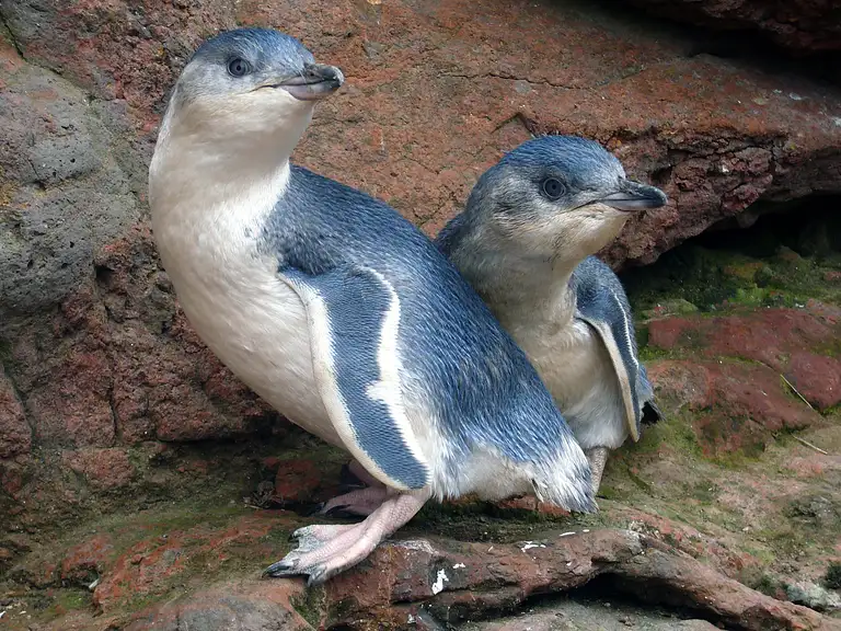 Evening penguin tour Akoroa