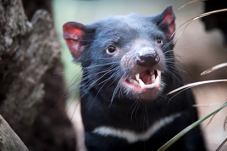 Hobart Wildlife Tour