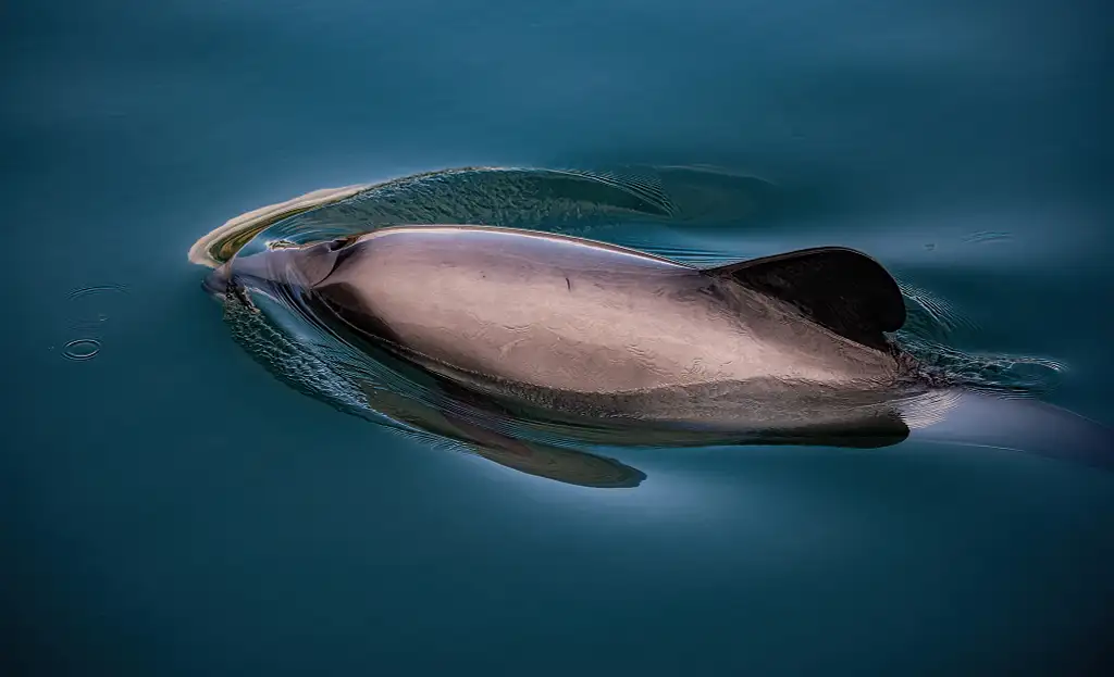 Akaroa Day Tour from Christchurch with Hector’s Dolphin Swim