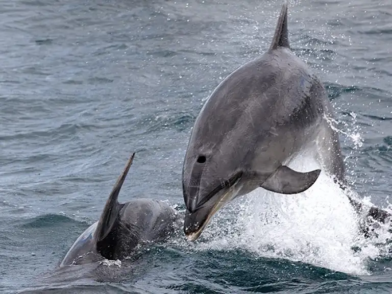 dolphin watching Bay of Islands
