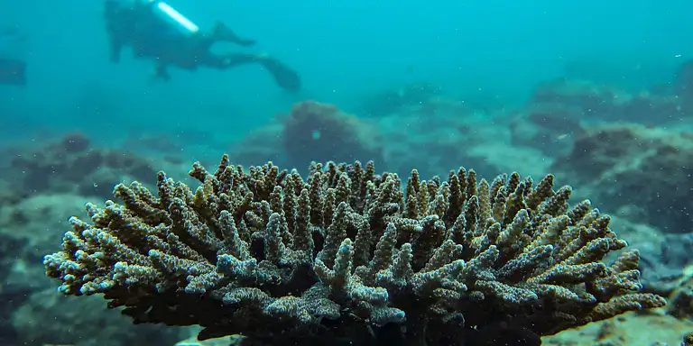 Sunshine Coast diving trip