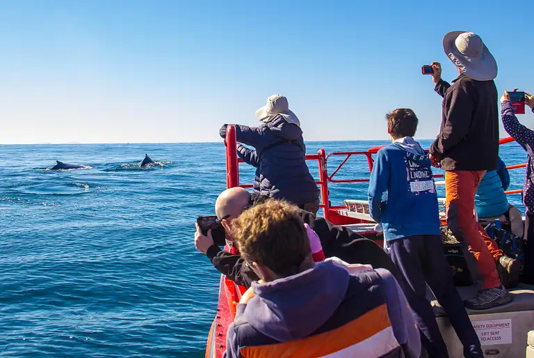 Port Stephens Whale Watch Express Discount