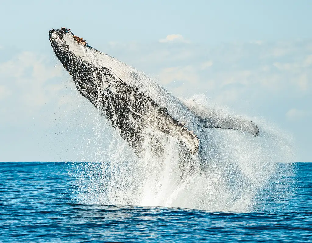 whale watching Byron Bay