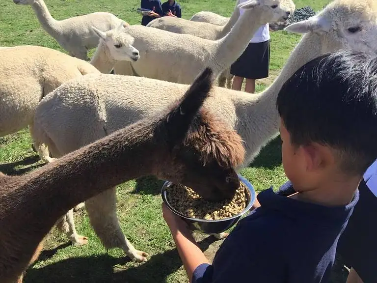 Hamilton Alpaca Experience Deals