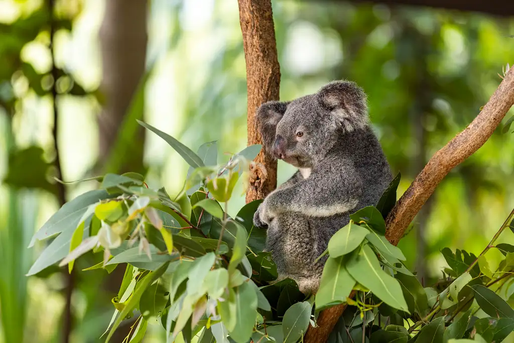 Breakfast with Koalas | Magnetic Island
