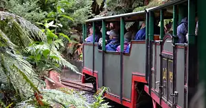 Coromandel Beach, Caves & Forest Tour | Private Tour From Auckland