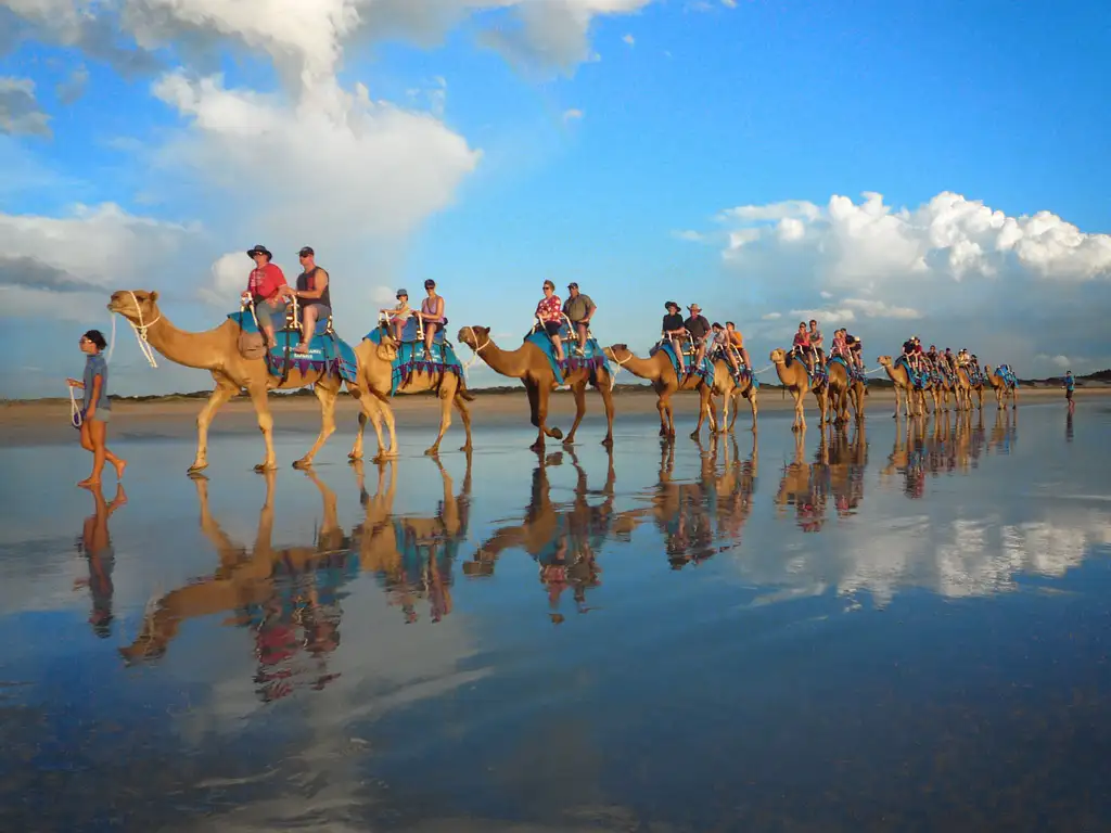 Camel tours Broome
