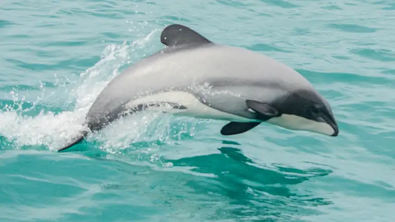 Dolphin spotting cruise deals