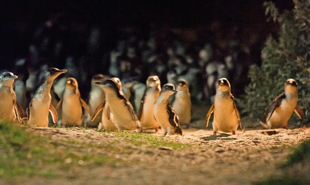 Phillip Island Penguin Parade Express Tour