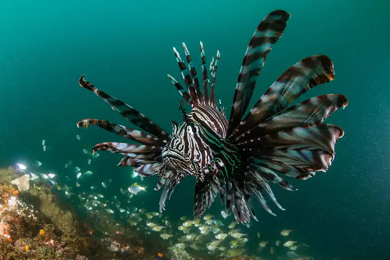 Nguthungulli Julian Rocks snorkelling tour