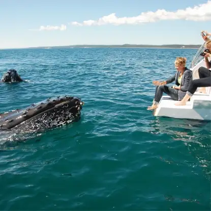 Hervey Bay Whale Watching Cruise Small Group