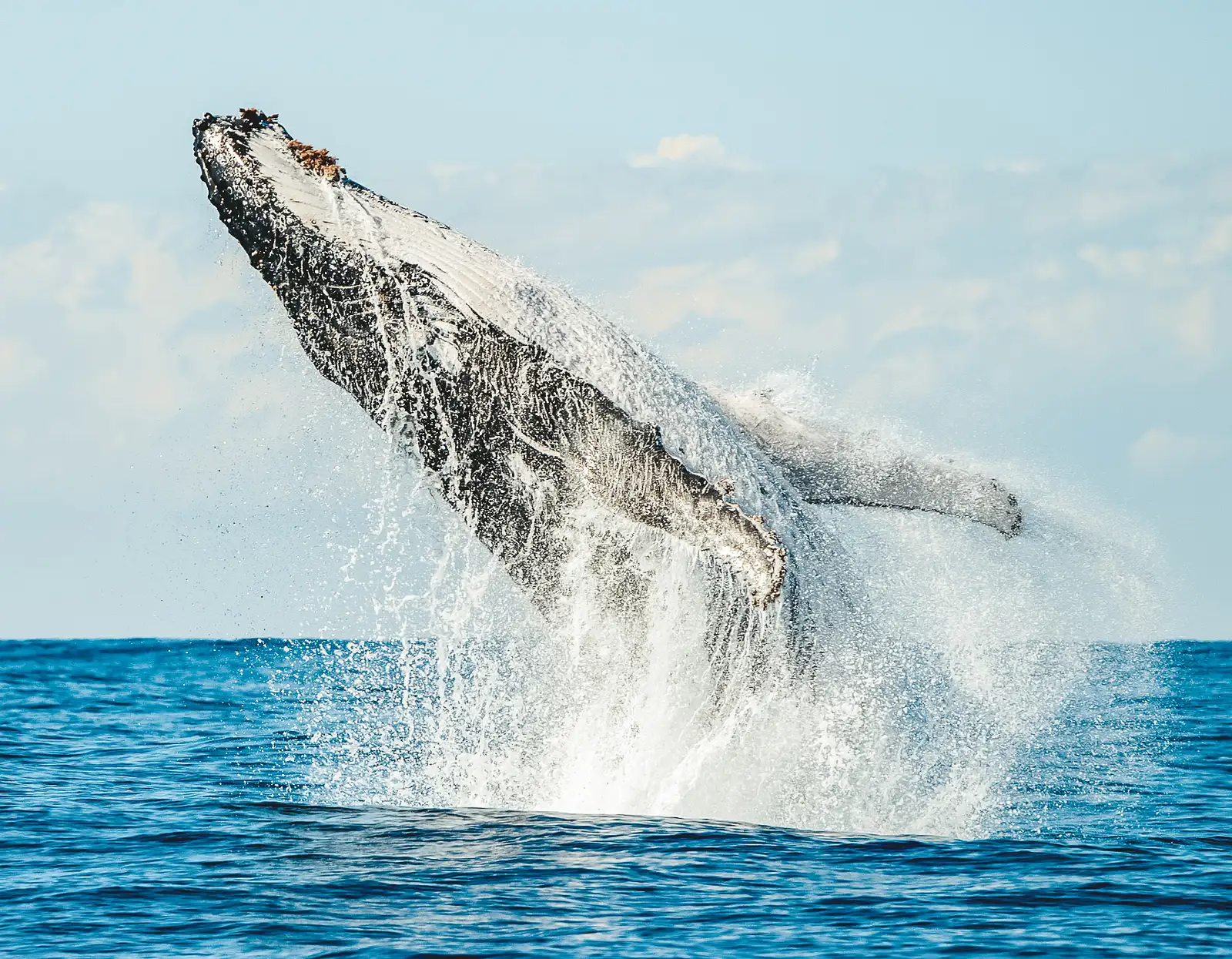 whale watching Byron Bay