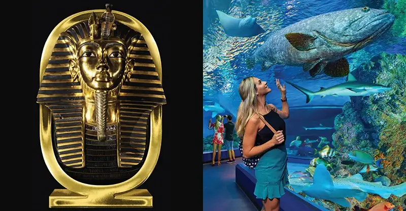 Cairns Aquarium & Tomb of the Pharaohs Experience