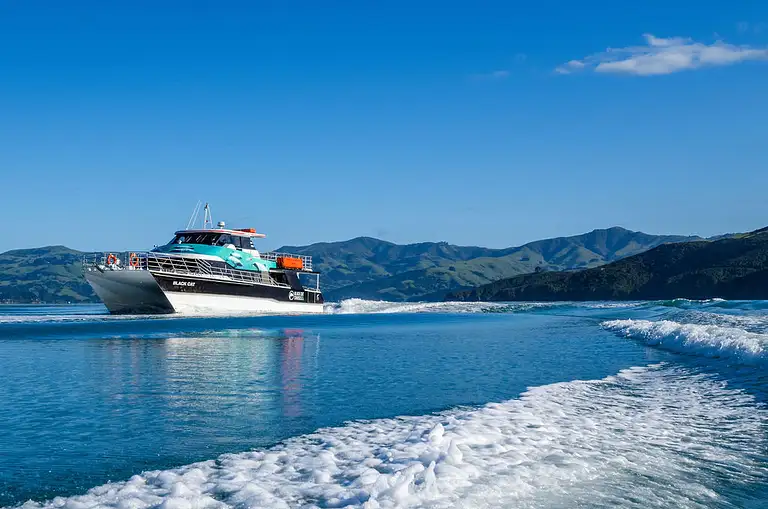 Akaroa dolphin