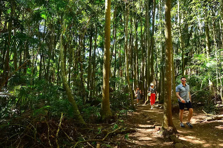 Springbrook & Tamborine Rainforest Tour Adventure