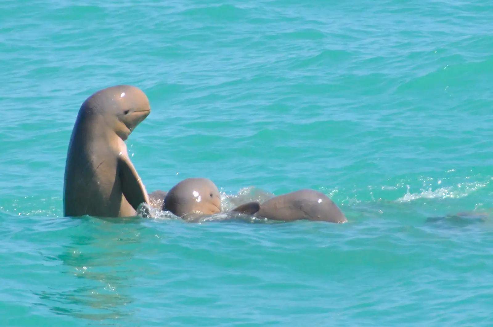 Broome Snubfin Dolphins Eco Cruise