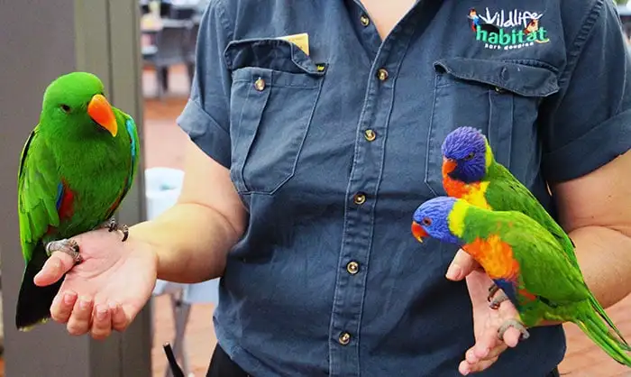 lunch-with-the-lorikeets-port-douglas-lunch.jpg