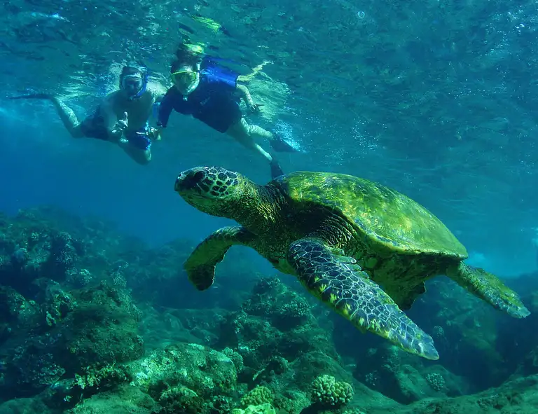 Oahu Sightseeing & Snorkel Tour