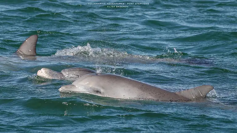 Port Stephens Dolphin Watching Express Discount