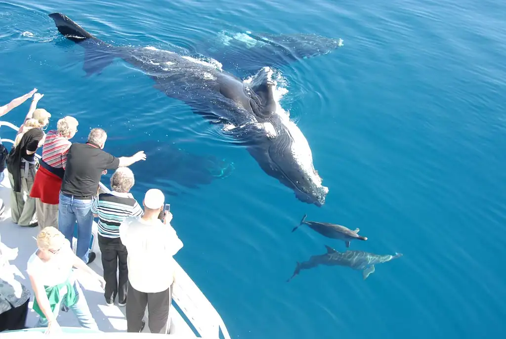 Hervey Bay whale search and dolphin watch