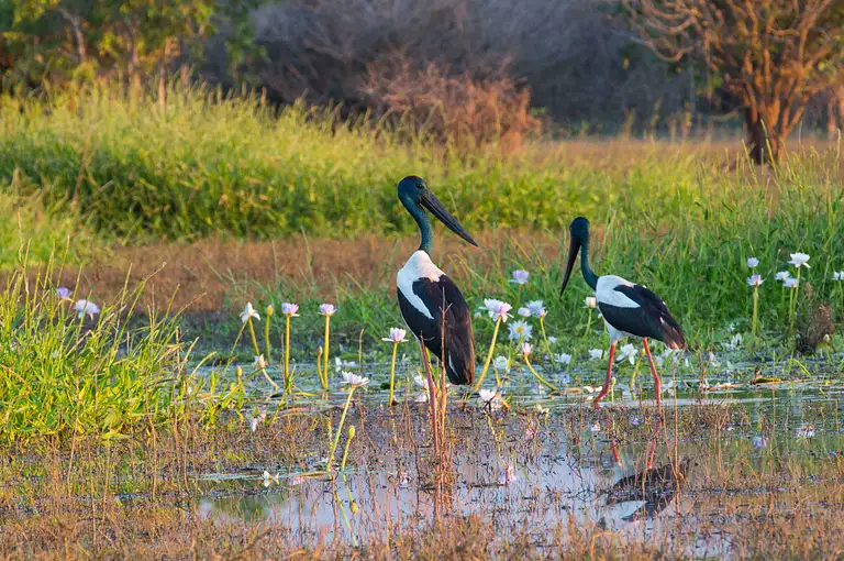 Darwin Wetlands Tour
