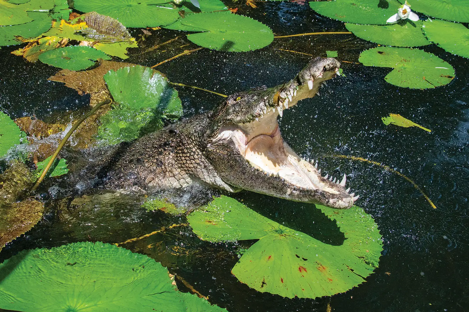 Hartley’s Crocodile Adventures Wildlife Park Cairns