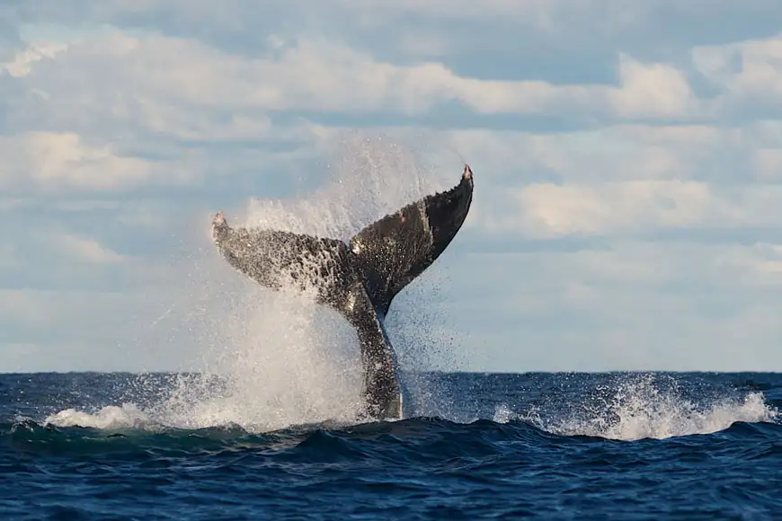 Whale Tale