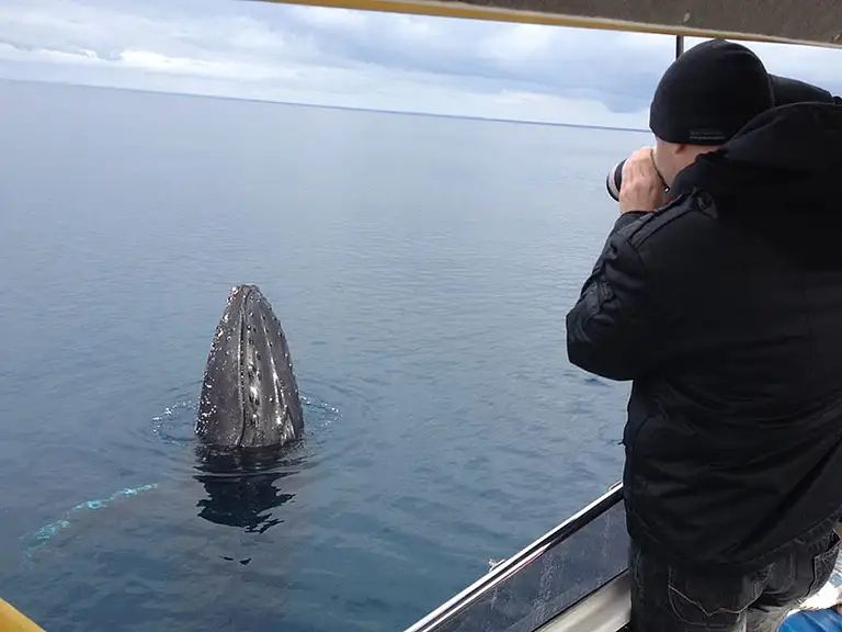 Dunsborough Whale Watching Special