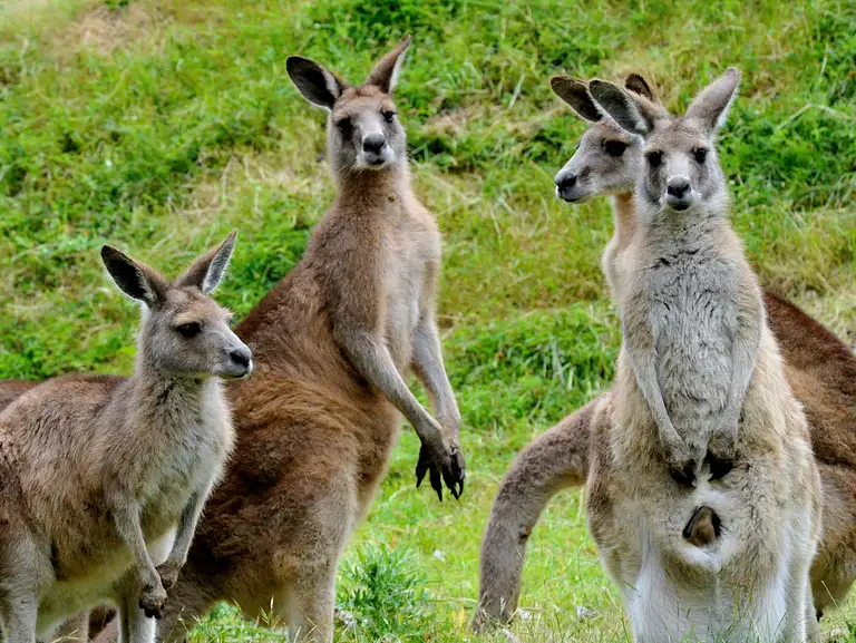 Puffing Billy And Healesville Sanctuary Scenic Bus Tour Deals