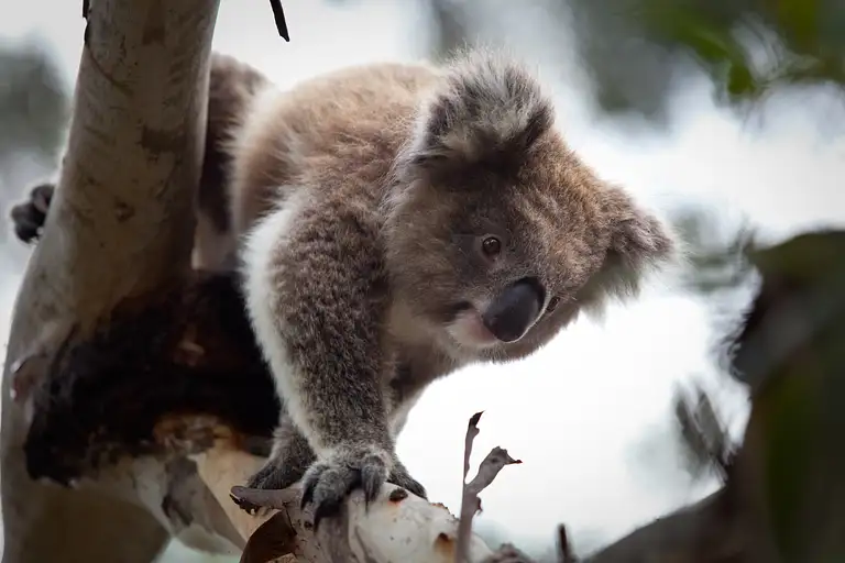 koala tour from Melbourne