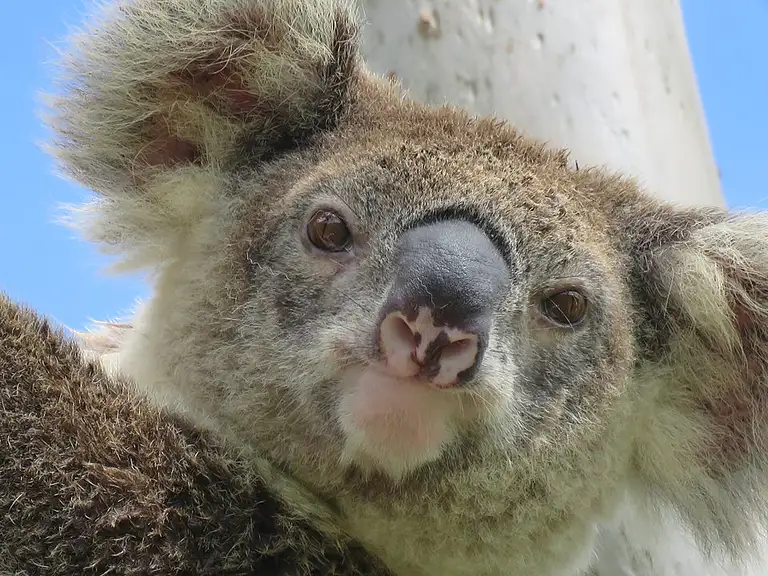 byron bay wildlife tours