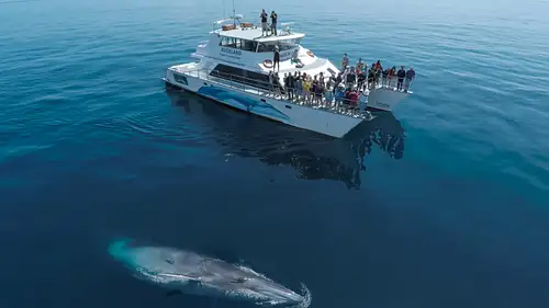Auckland Whale & Dolphin Safari in Hauraki Gulf Marine Park