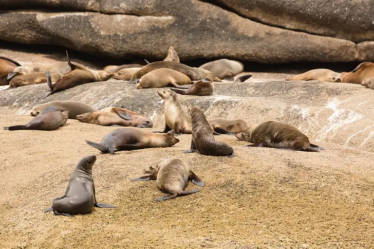 wilsons promontory cruise from phillip island