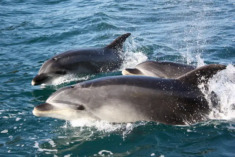 Bay of Islands Dolphin Eco Cruise