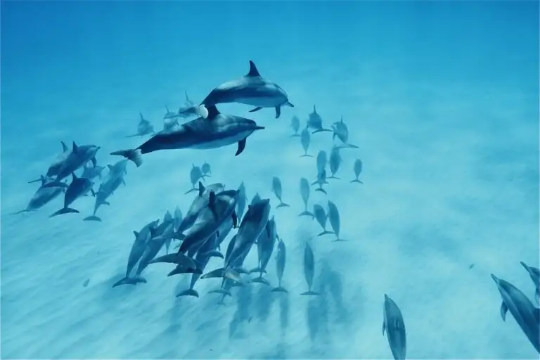 Oahu Swim with Dolphins Deal
