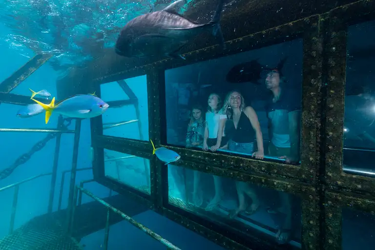 Reef Magic Cruises