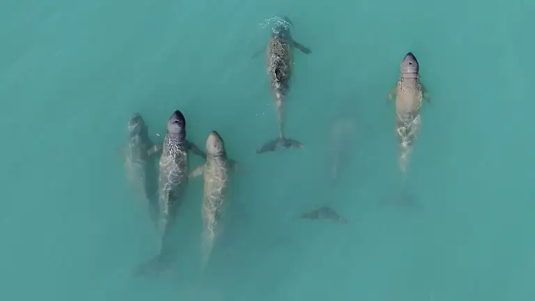 Snubfin Dolphin Watching Broome