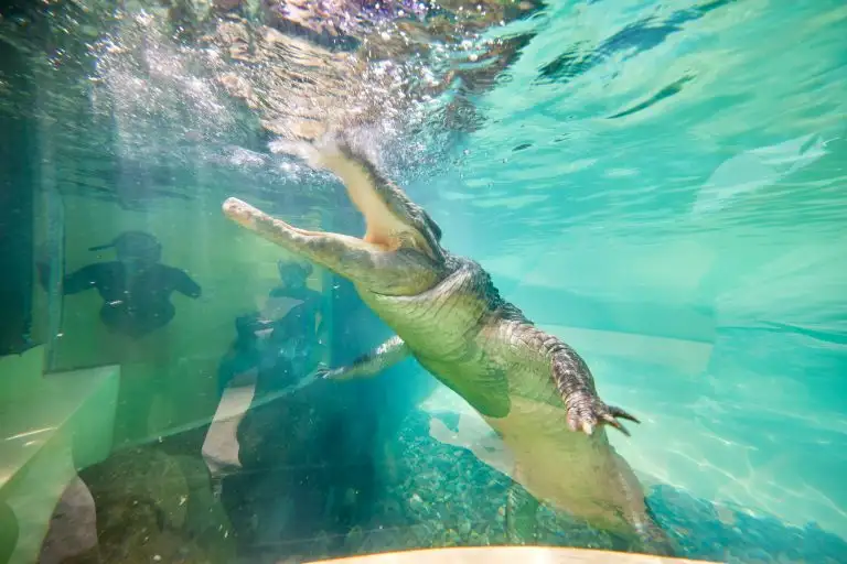 Swim with salties port douglas